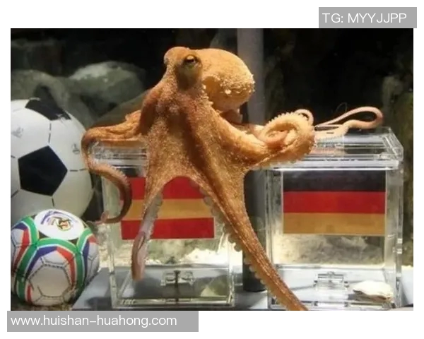 足球直播章鱼揭秘赛事背后的秘密与精彩瞬间分享 足球直播章鱼揭秘赛事背后的秘密与精彩瞬间分享